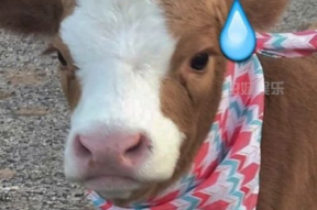 娱乐吃瓜酱q,娱乐圈幕后那些事儿